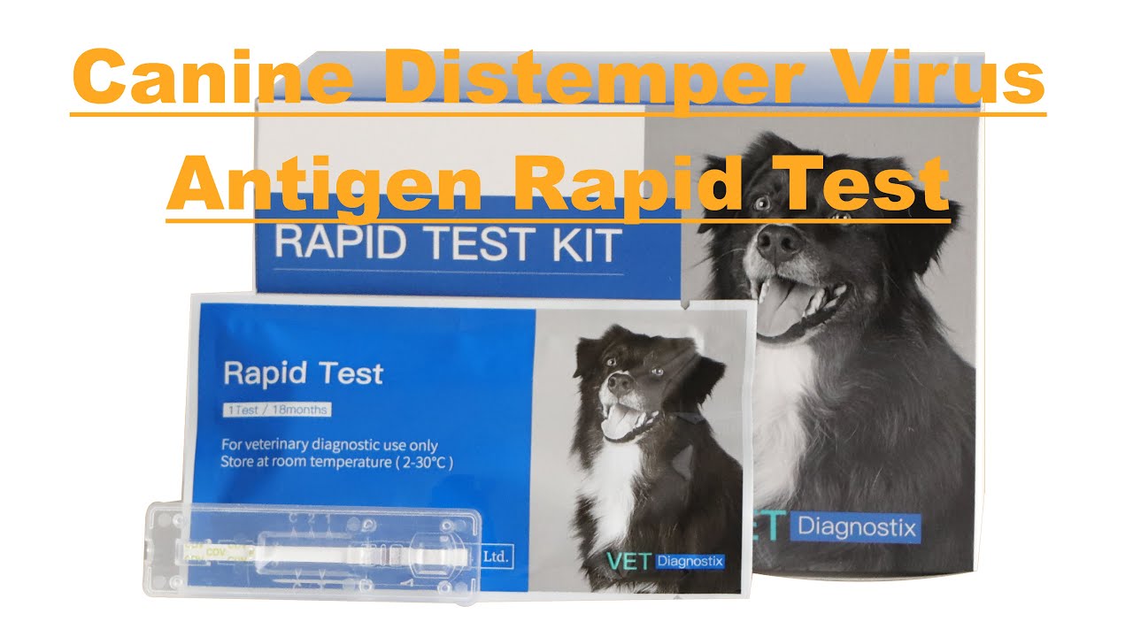 Canine Distemper Virus Antigen Rapid Test
