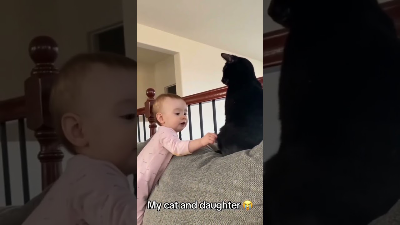 #cat #funny #happycats #catmemes #music #memes #trending #trendingshorts #new #reels