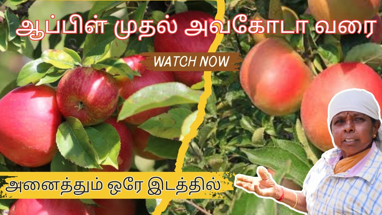 Kanthalloor Kerala 🥵 | Fruit Farms, Scenic Views & Village Life #tamilvlog #tamiltravelvlog