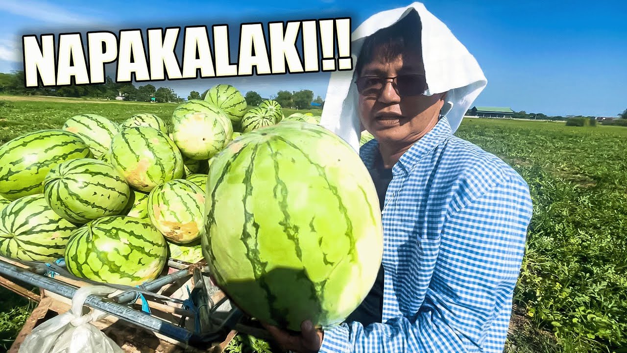 BINISITA KO ANG NAPAKADAMING PAKWAN! | Buhay ni Idol Romeo Ep. 19