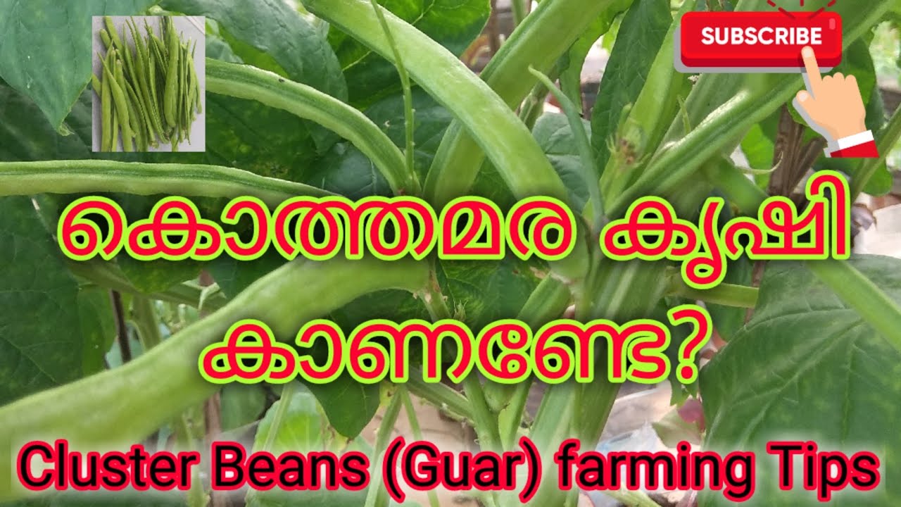 Cluster Beans (Kothamara/Guar) Cultivation in Organic Vegetable Garden and Farming Tips കൊത്ത മരകൃഷി