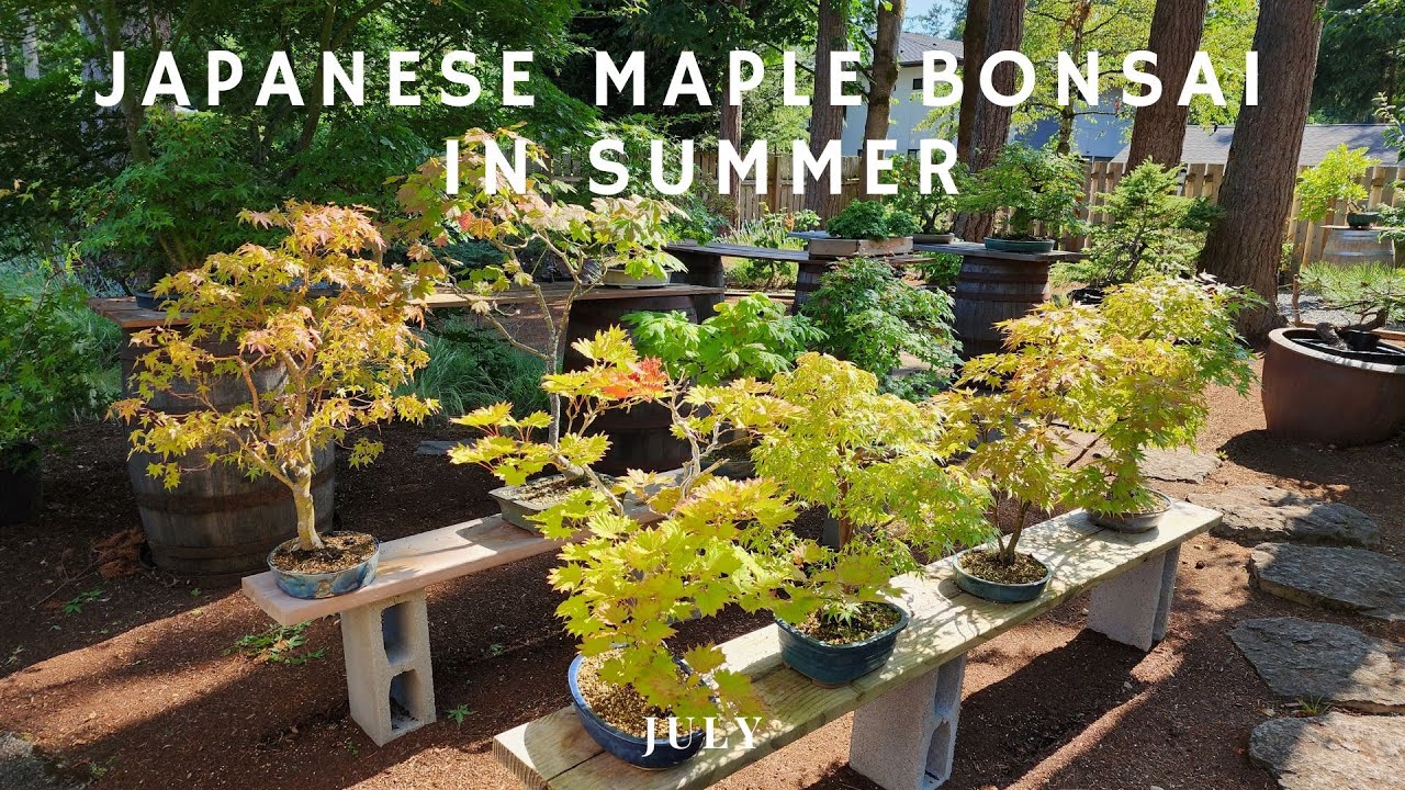 Japanese Maple Bonsai in Summer