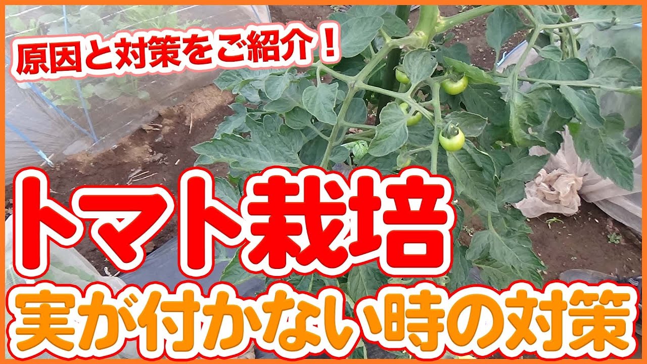 家庭菜園や農園のトマト栽培でトマトの実が付かない！？原因と対策を徹底解説！着果率を上げるポイントとは？【農園ライフ】/Measures when tomatoes do not bear fruit.