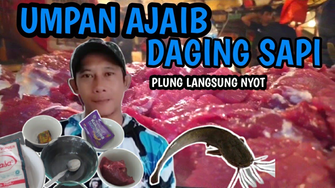 umpan galatama lele daging sapi
