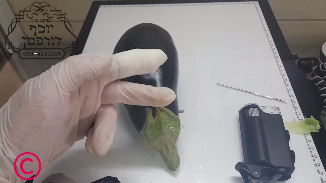 נגיעות בחציל, חרקים בחציל, חציל, הרב יוסף דורפמן, Rabbi yosef dorffman, אקריות בחציל, חציל יפה