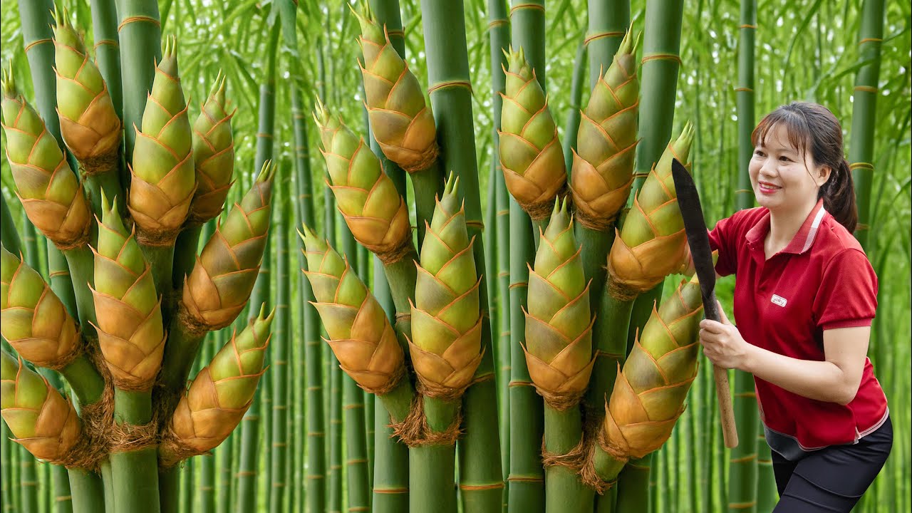 Harvesting Red Bamboo Shoots Goes To Market Sell – The Jungle’s Rarest Bamboo Shoots