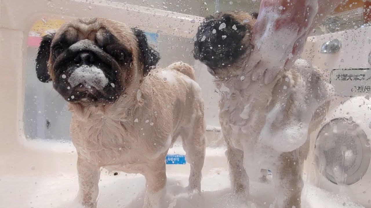 犬専用の24時間セルフ式お風呂が凄すぎるｗｗｗｗｗｗｗｗｗｗｗｗｗｗｗｗ