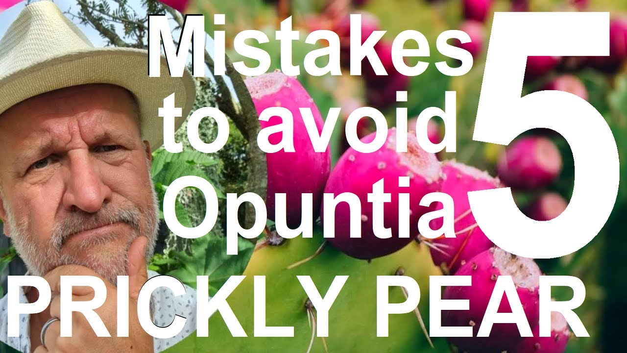 Tropical Gardens UK: Five Mistakes To Avoid Growing Opuntia Cactus - Prickly Pear