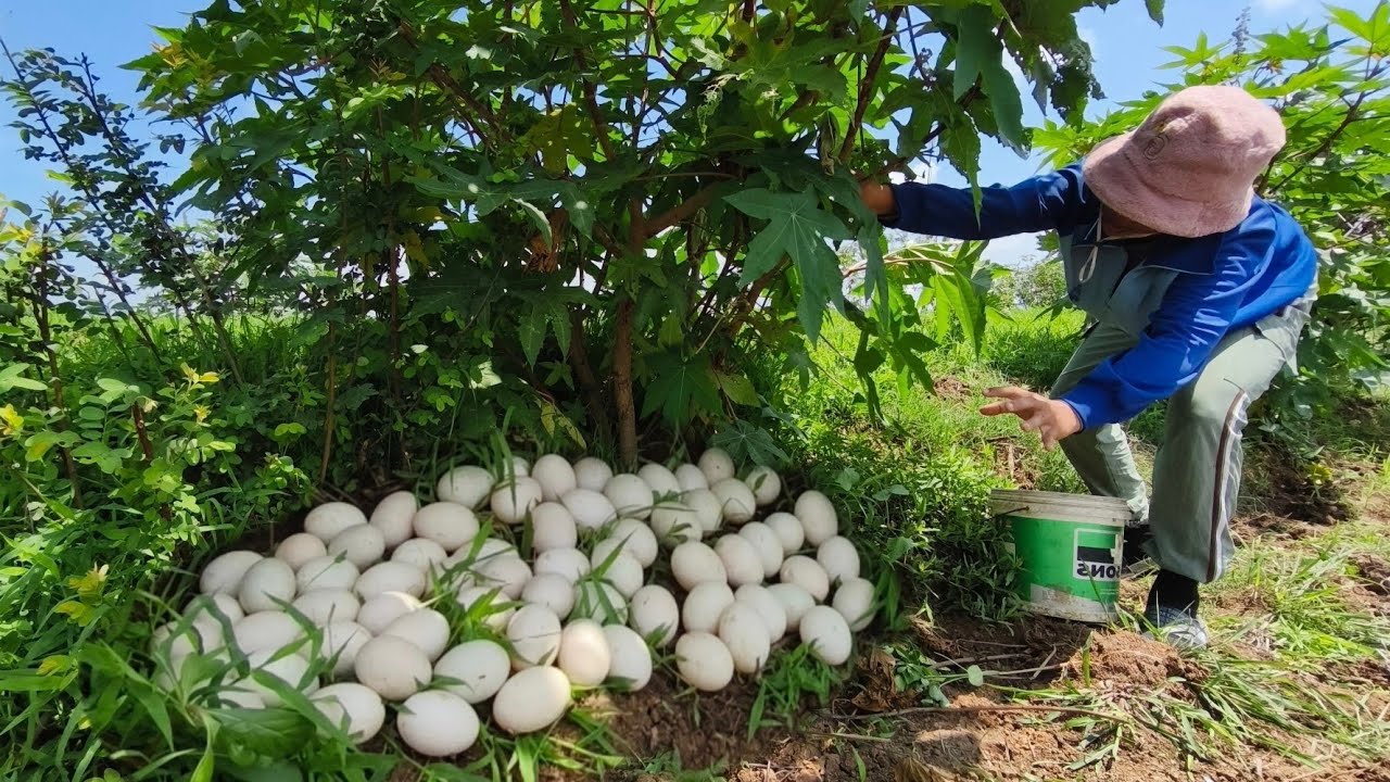 amazing - Harvest a lot of duck eggs under grass at field near the village by hand skill