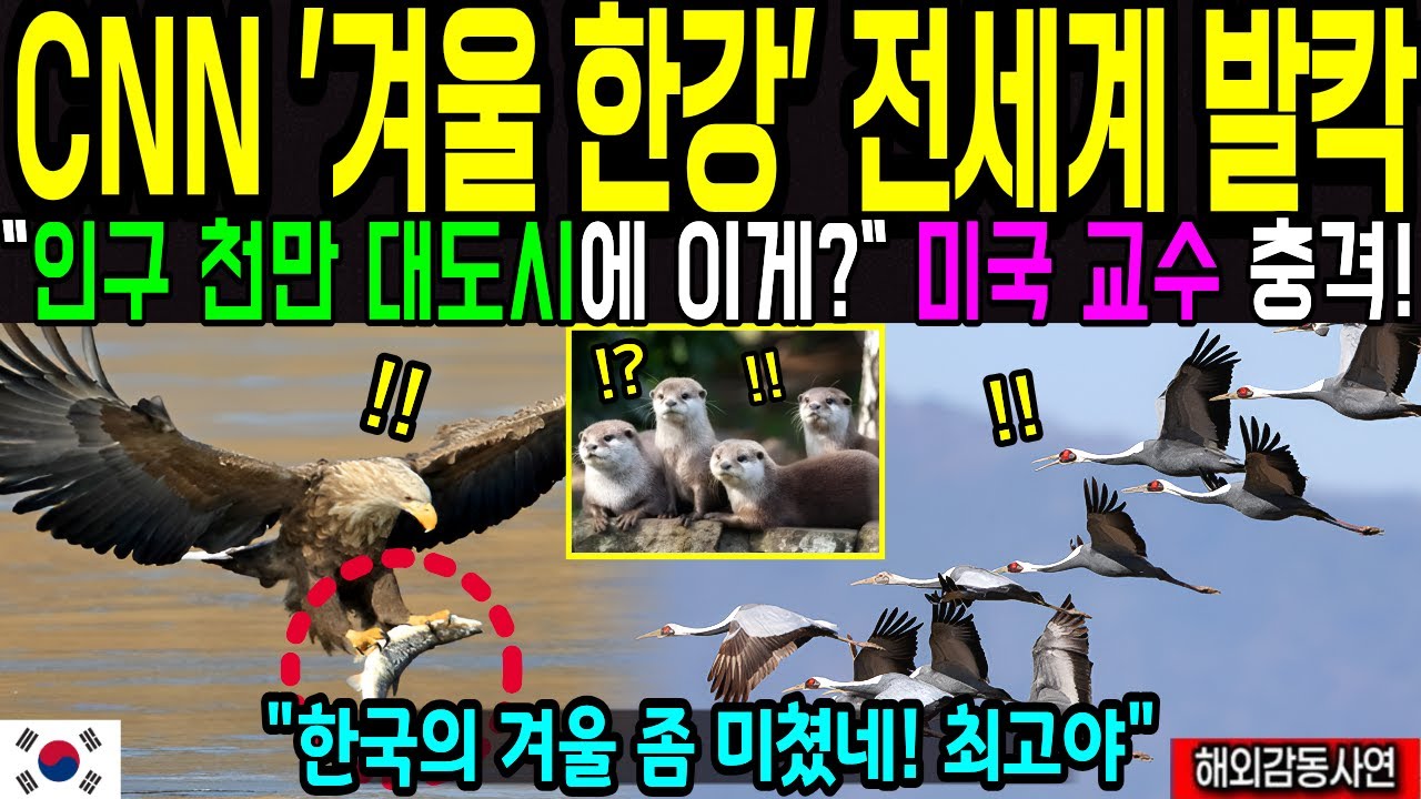 서울 한강 또난리났다! CNN 다큐 호평! 서울의 한강 생태, 흰꼬리 수리에 깜짝! 큰 고니 무리 감동 [해외감동사연]