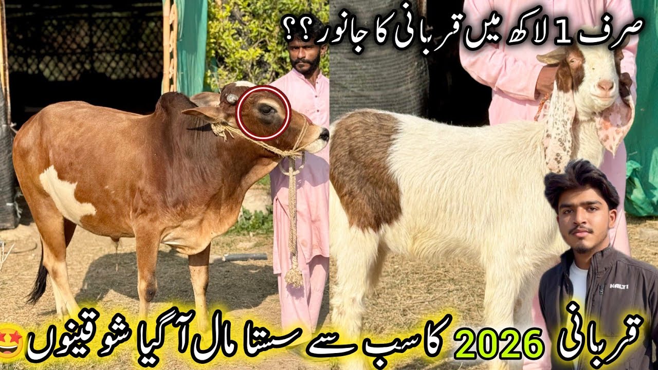 Big Offer For Qurbani 2026 Bhains Colony Say Bhi Sasti Mandi Lagadi | 4 February 2026 | Season 2026.