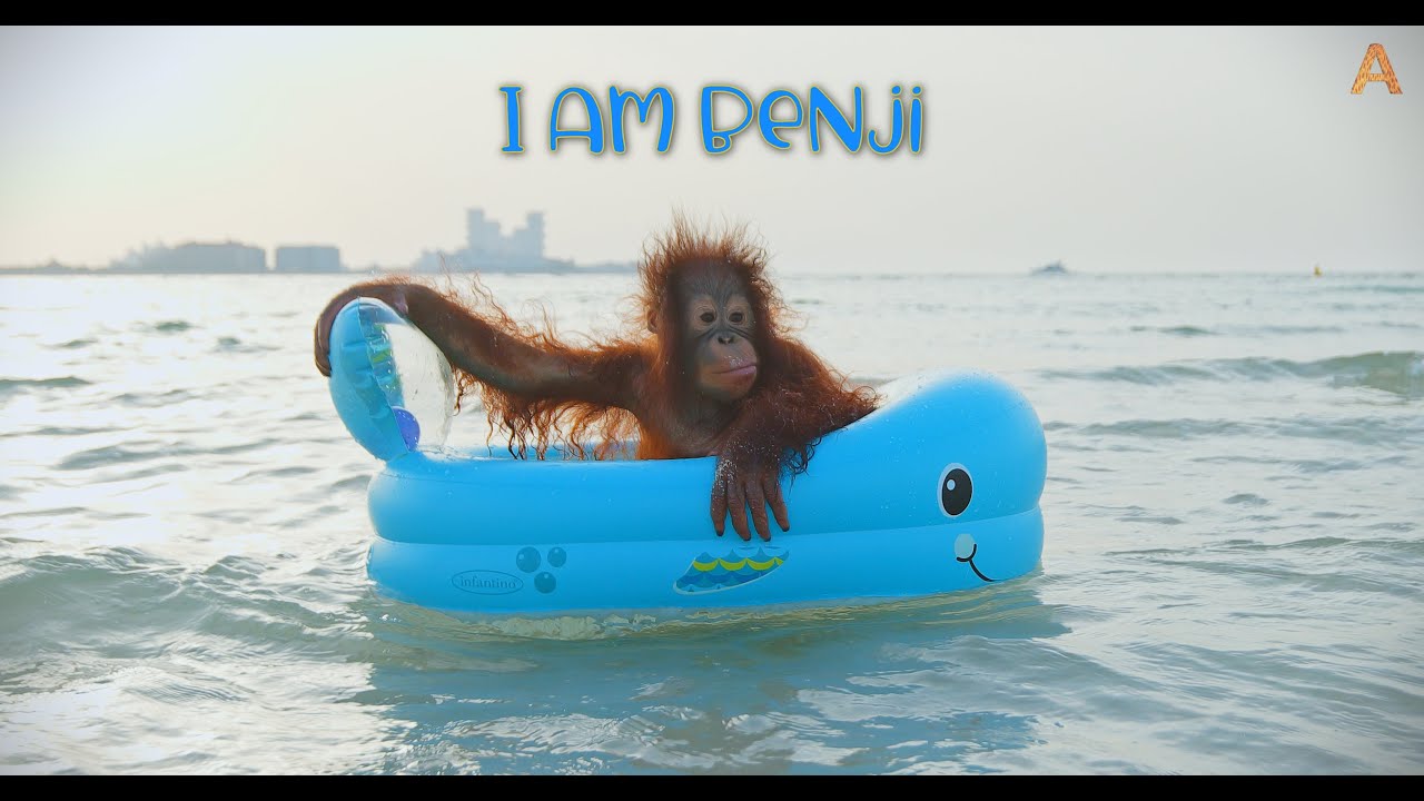 Специальный выпуск Animalia Orangutan - Я Бенджи - Часть 2