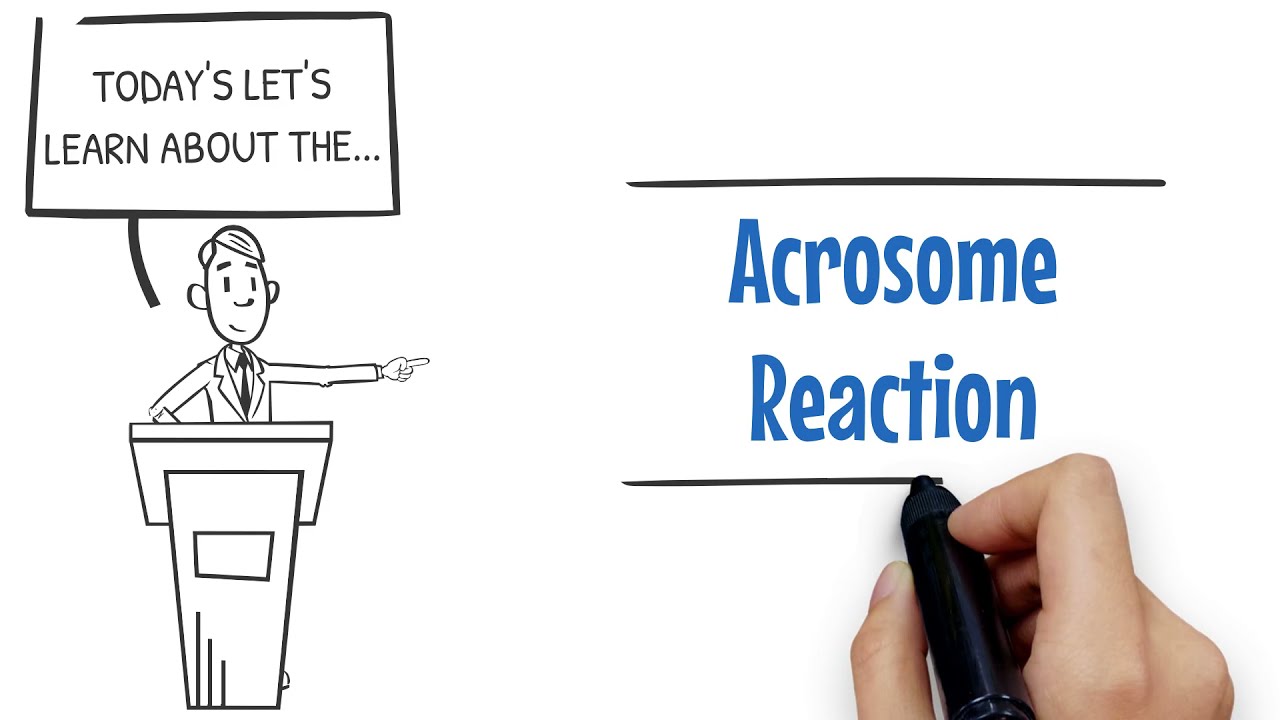 Nuts & Bolts: Acrosome Reaction