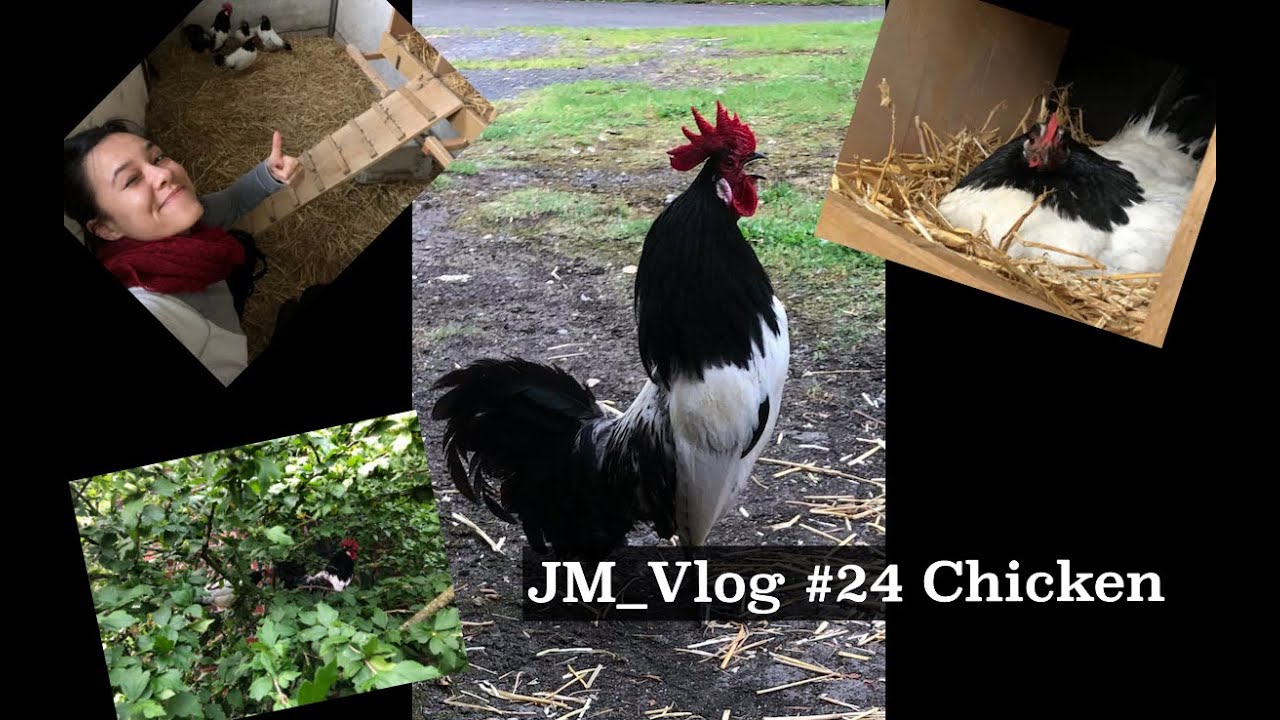 JM_Vlog #24 CHICKEN