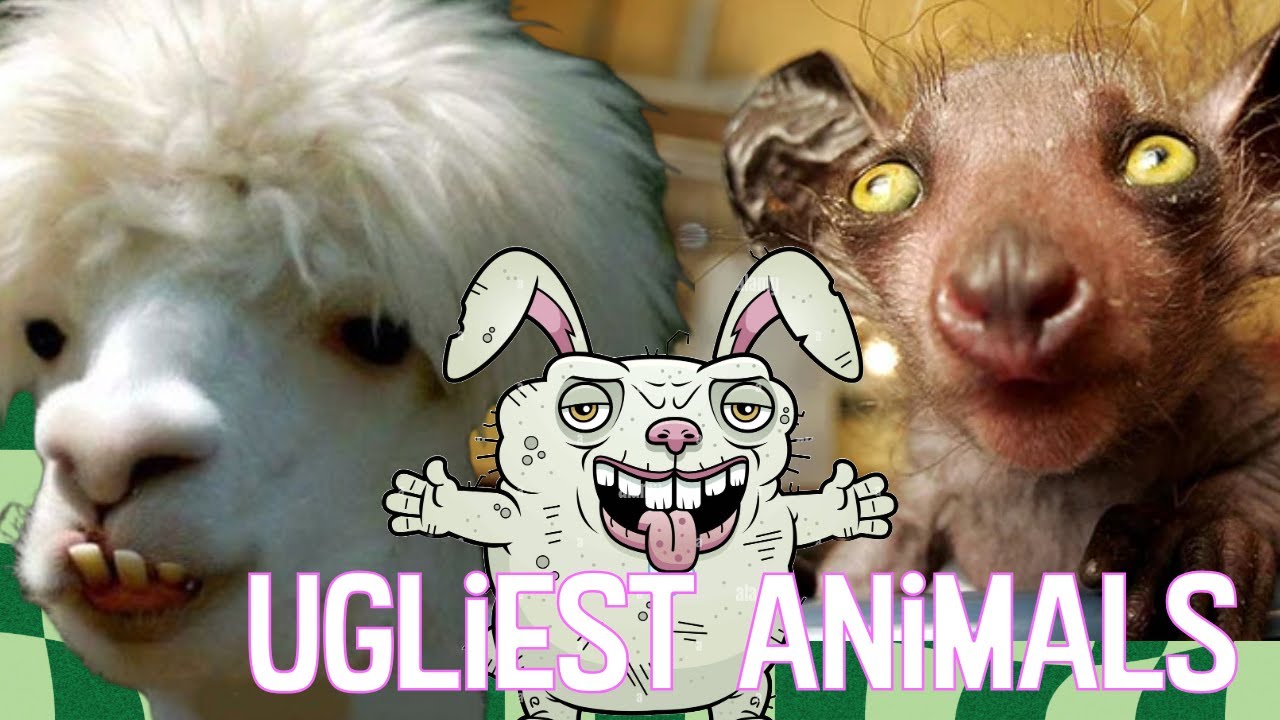 Top 10 Ugliest Animals &ndash; So Weird, They&rsquo;re Amazing