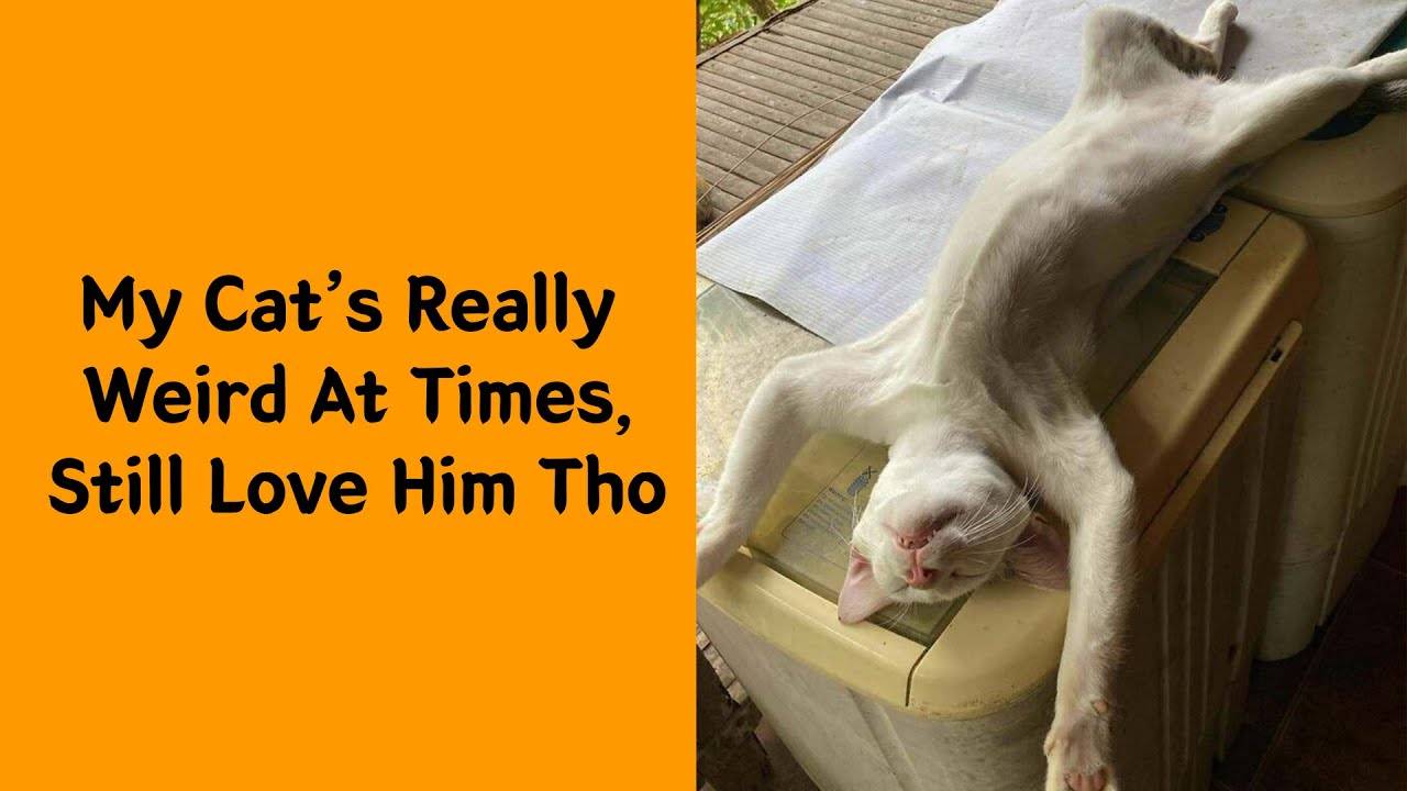 50 Times Animals Took A Nap In The Most Unexpected Places