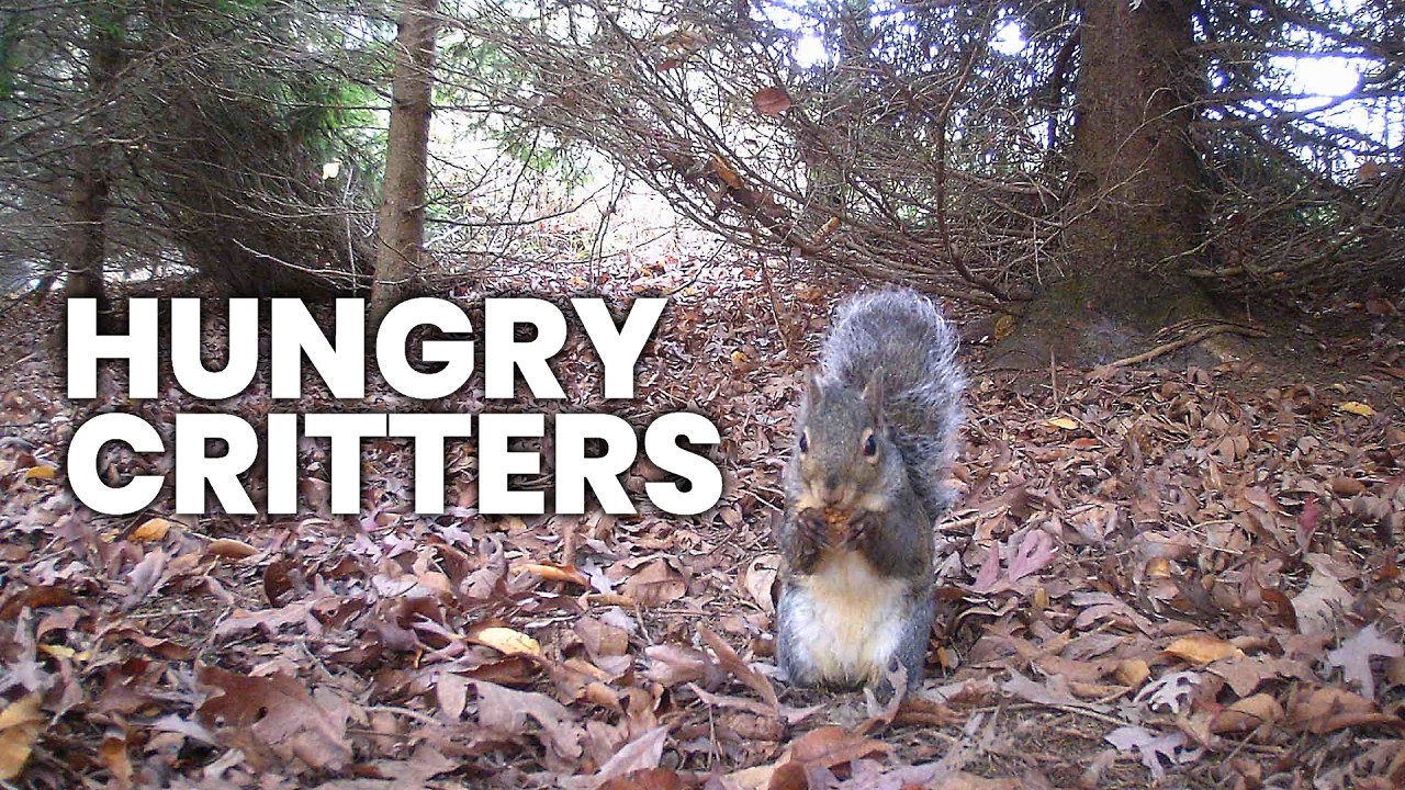 Hungry Critters