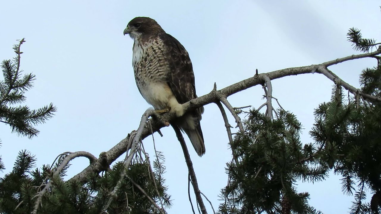 Red tail hawk calling