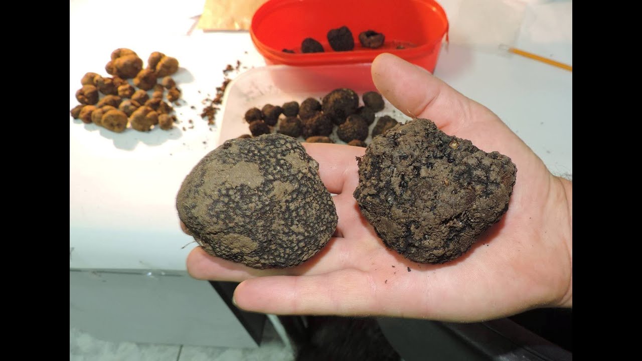Тартуфите во Македонија (Truffles of Macedonia)