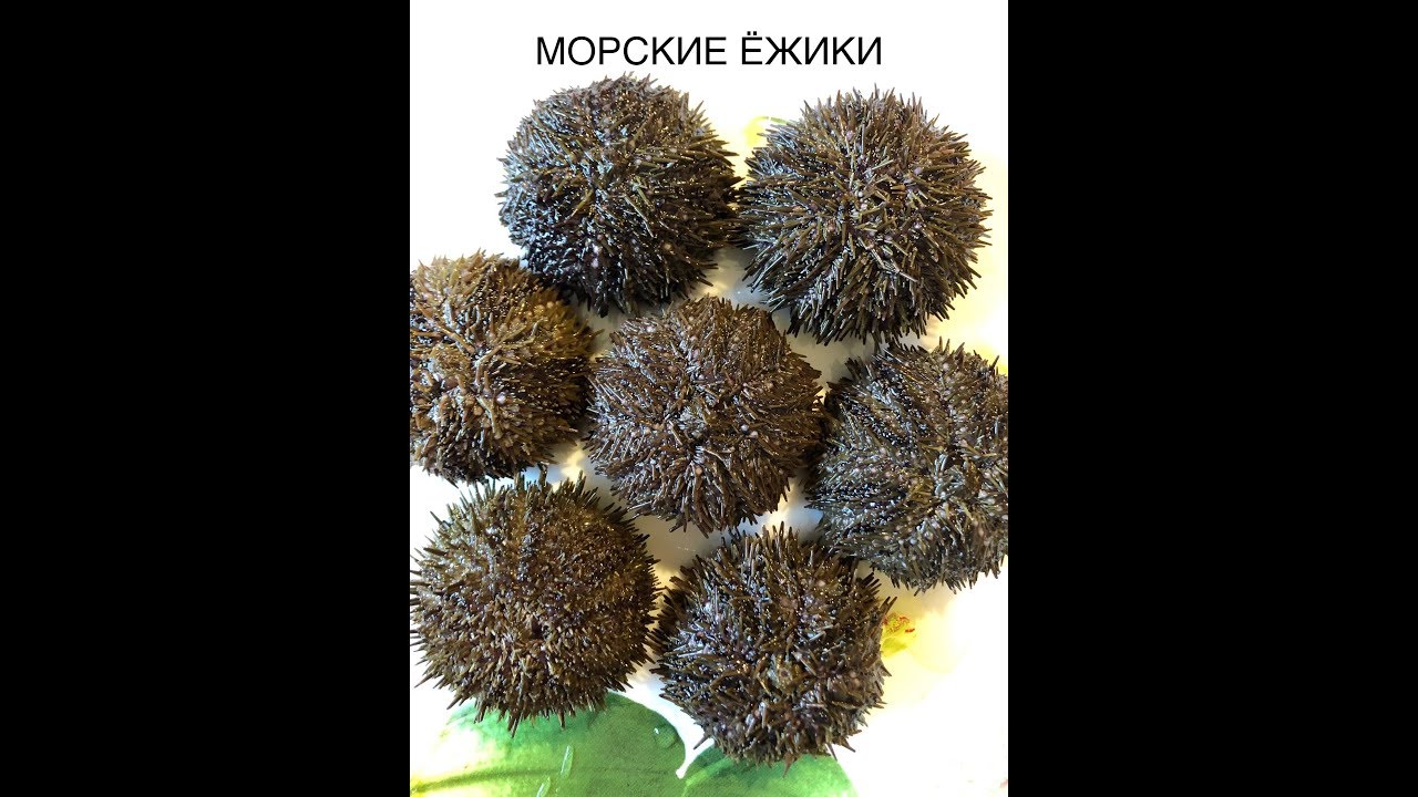 МОРСКИЕ ЕЖИ! КАК ИХ ЛОВЯТ В МАГАДАНЕ?  Тихая рыбалка.