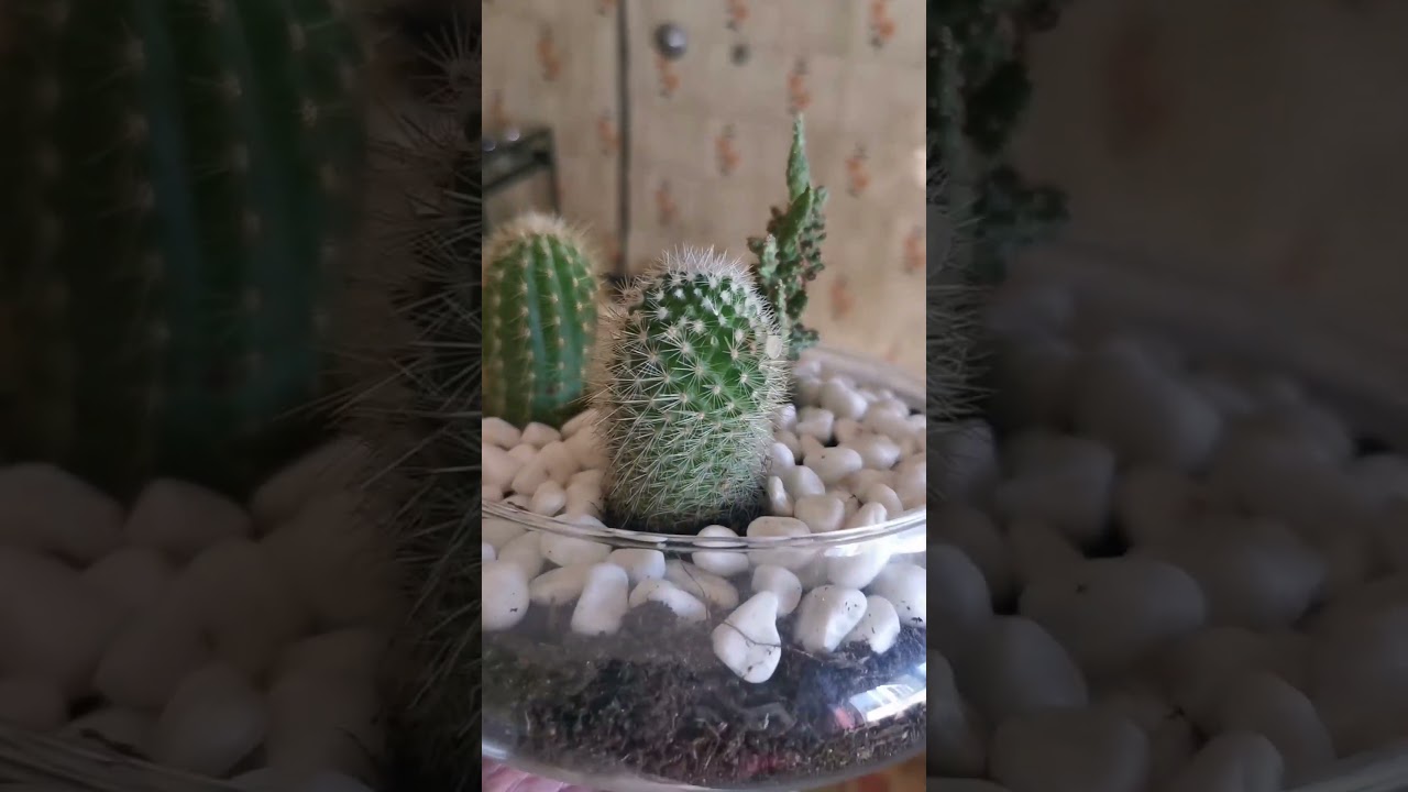 Meu terr&aacute;rio com esses 3 cactos &eacute; puro amor!