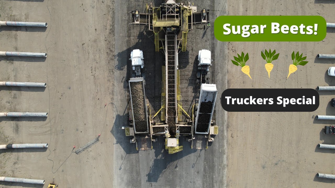 Sugar Beet Harvest (Truck Driving Special)