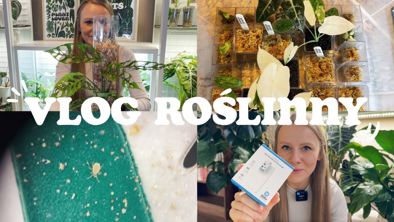 VLOG ROŚLINNY 🌱 / Palik z mchem dla monstery / Przesadzanie / Dziwny problem / Cuda się zdarzają!