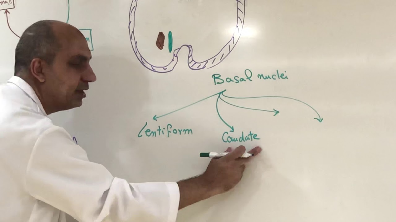 Extrapyramidal system ( Neuroanatomy 22)