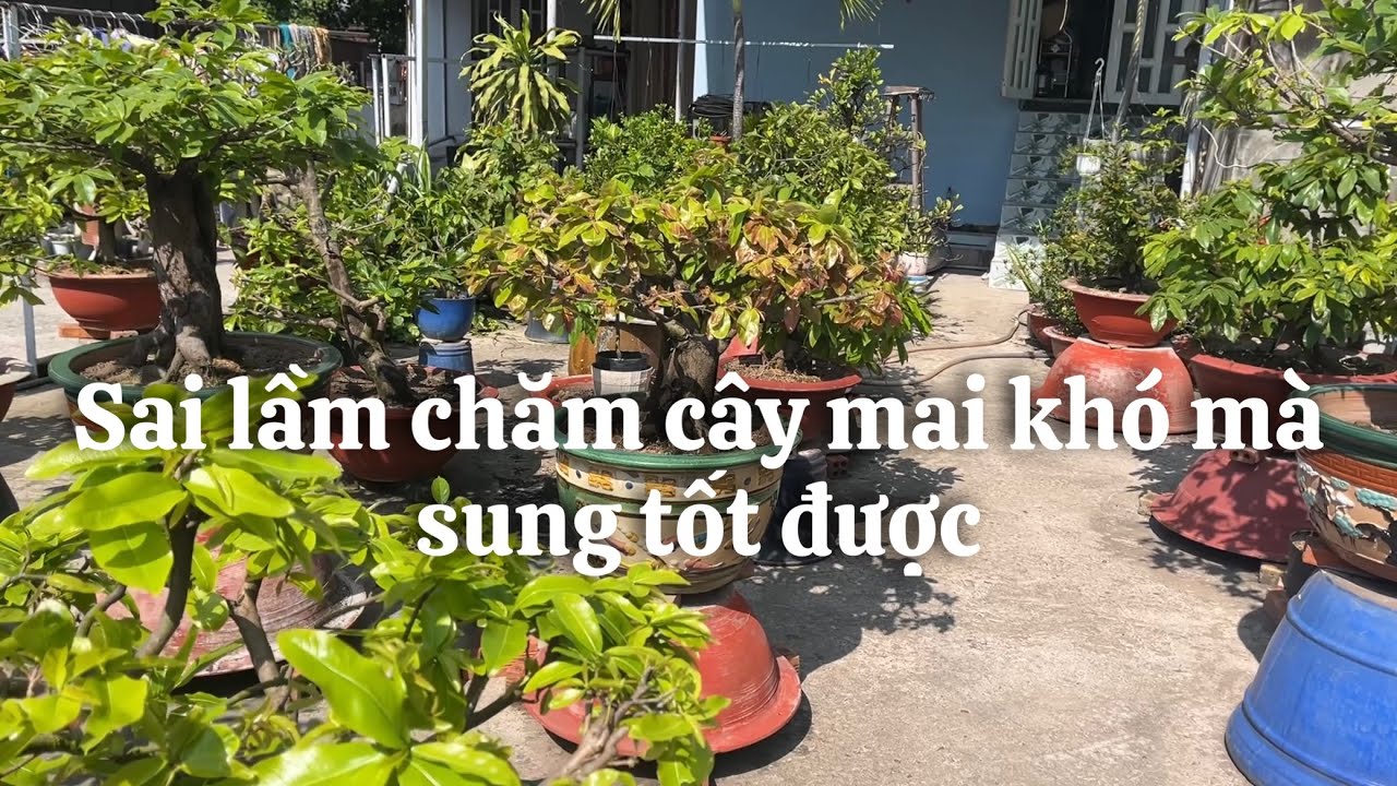 Sai lầm chăm sóc cây mai khó sung tốt được // 29-1 âl 