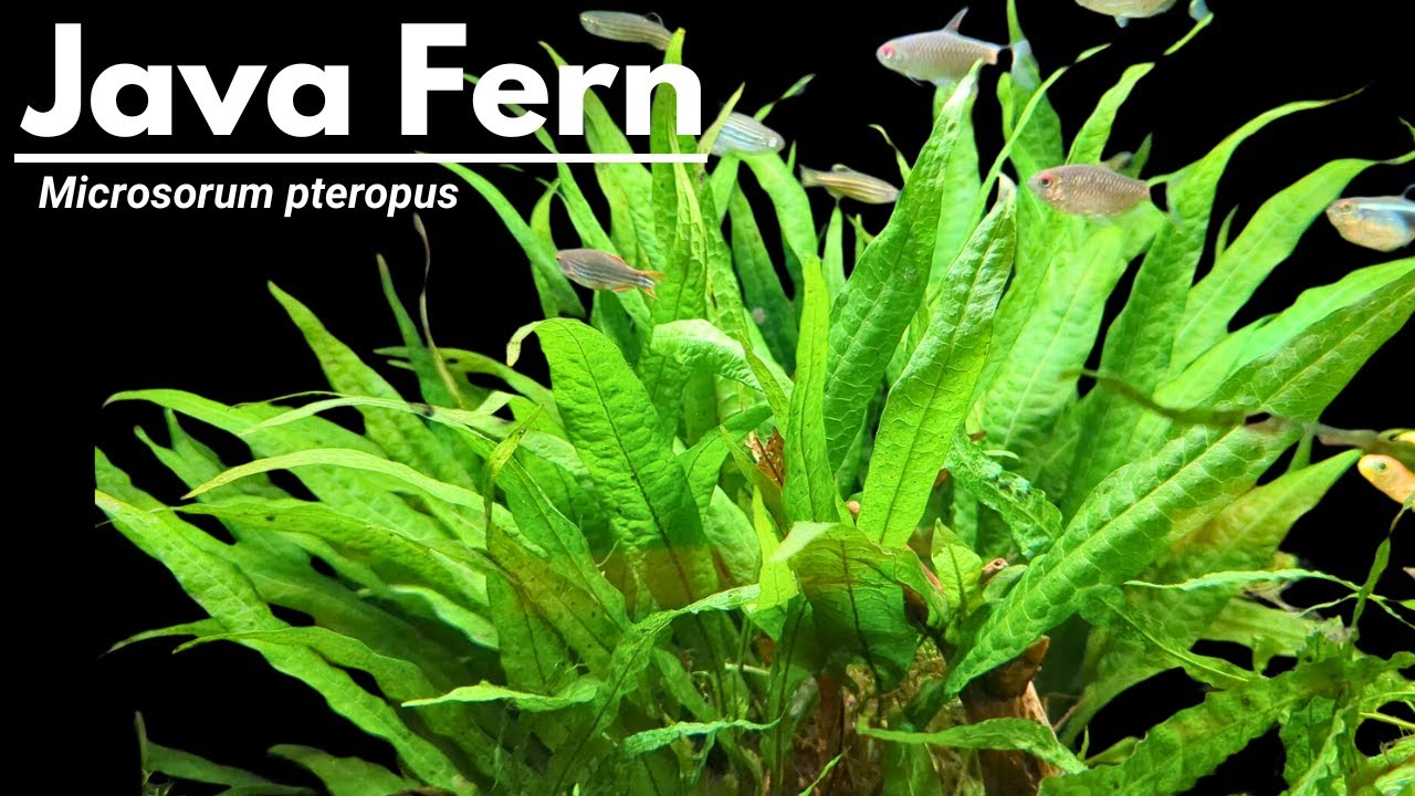 Ultimate Java fern care guide: It's so EASY to grow!