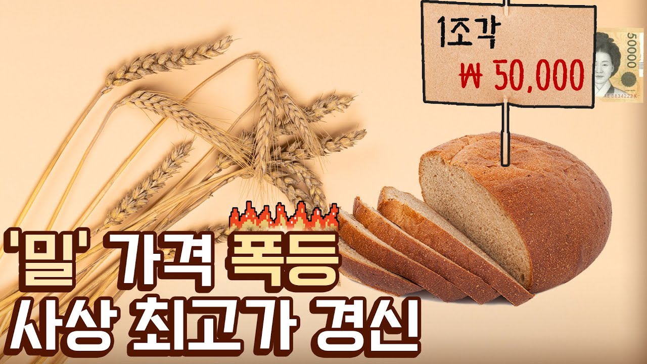 대한민국 밀 수입 비중 99.5%, 빵터질 빵값