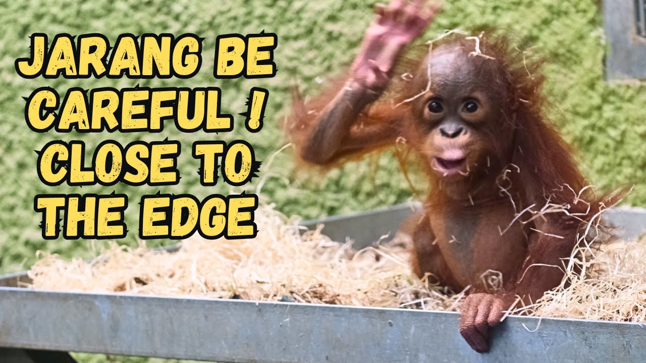 Be Careful! Brave Baby Jarang High Up On The Edge