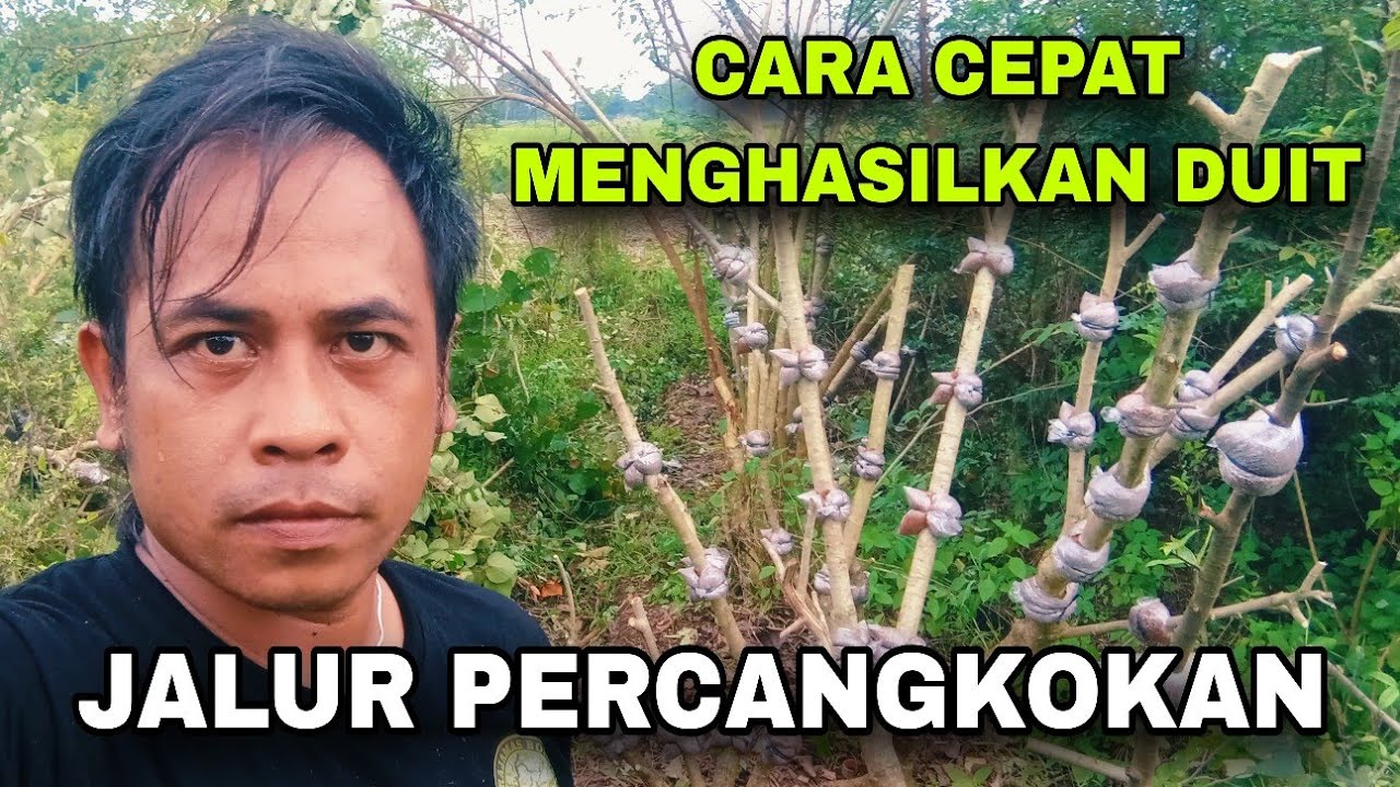 CANGKOKAN WARU INDIA SIAP BANTU KIRIM KE BERBAGAI KOTA