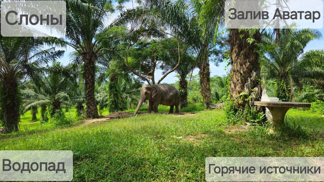 Экскурсия Аватар! Провинция Пханг Нга.Севернее Пхукета.Слоны !Космические виды! Горячий источник !