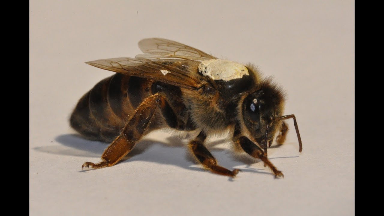 L'abeille noire, notre abeille locale apis mellifera mellifera