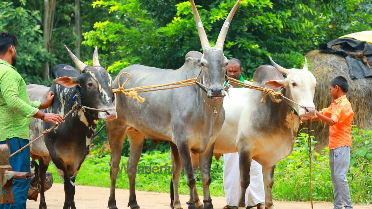 Raising TERRIFIC SUPER Bulls by Kumar Maharaj Gandhinagar