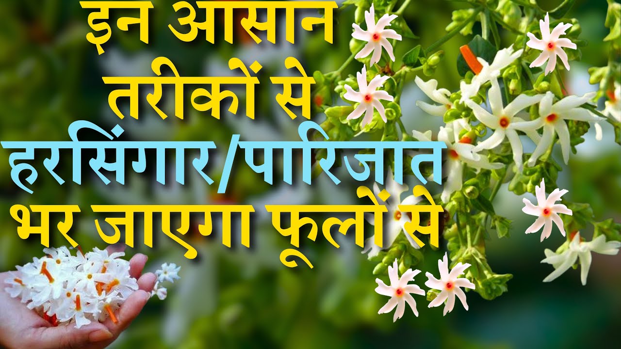 इन आसान तरीकों से हरसिंगार/पारिजात भर जाएगा फूलों से !!