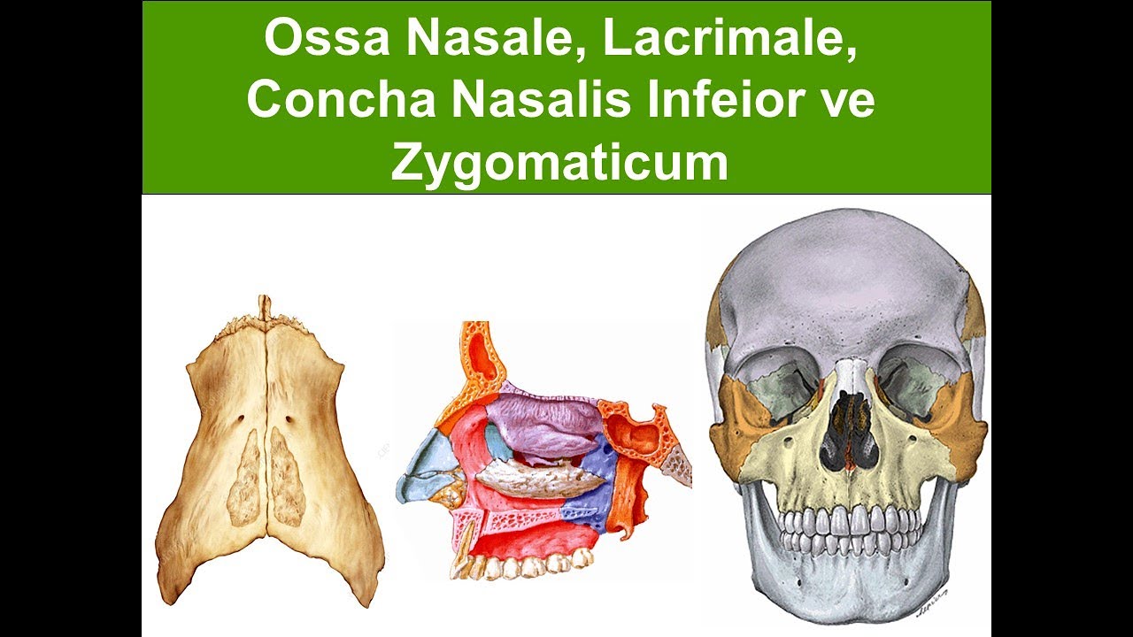 11. Ossa Nasale, Lacrimale, Concha Nasalis Infeior ve Zygomaticum YAYDAR
