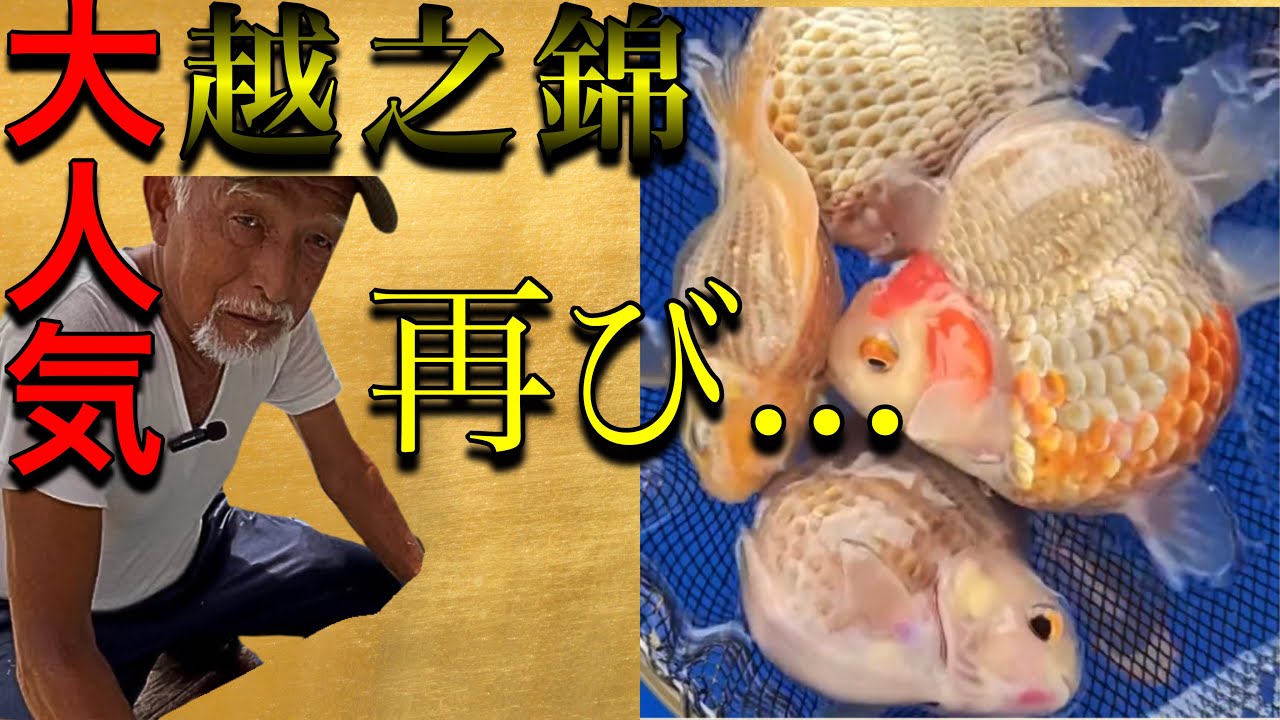 前回も即完!!今回の越之錦(金鱗玉サバ)も凄かった。 #玉サバ #錦鯉 #いやしの郷 