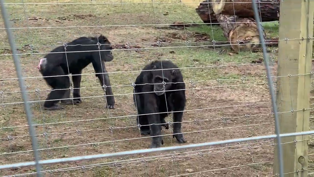 New Chute Extension for Sanctuary Chimpanzees