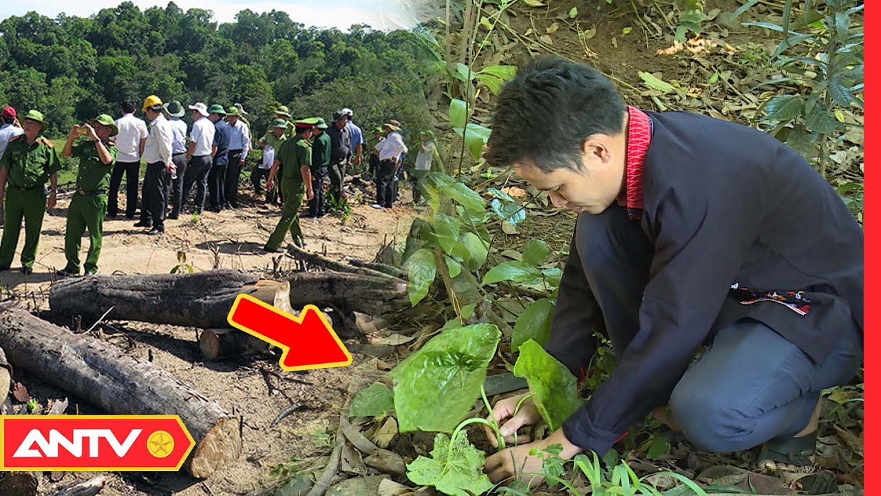 Bảo Tồn Dược Liệu “Quý” Tại Ba Vì | An Toàn Sống | ANTV