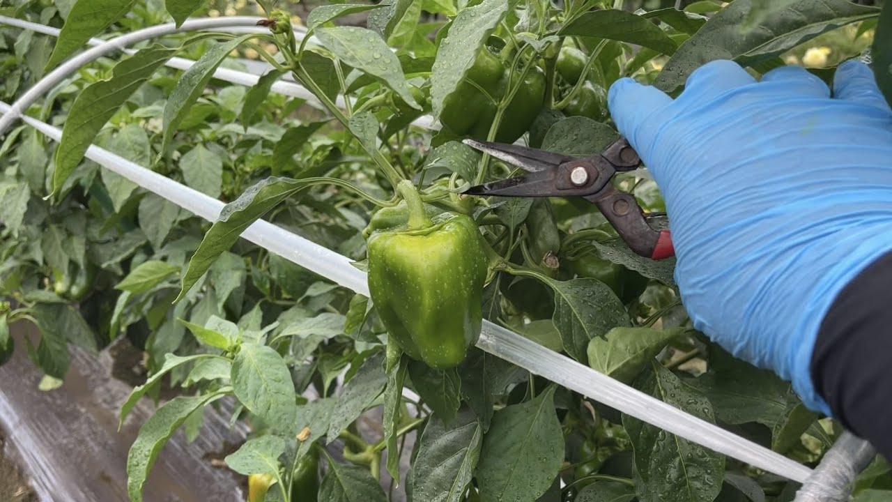 ピーマンの更新剪定のやり方　収穫量を増やす大切な作業