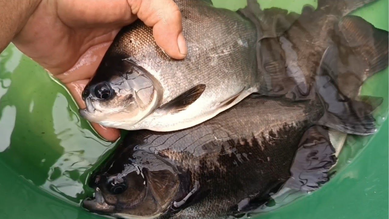 Pesagem dos tambaquis e tambatinga com 3 meses #tambaqui #tambatinga #peixe