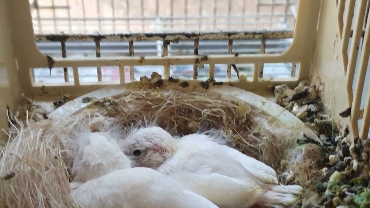 vidéo n ° 24 2023 - elevage amateur e canaris rouges et satinés.  Chris Montpellier