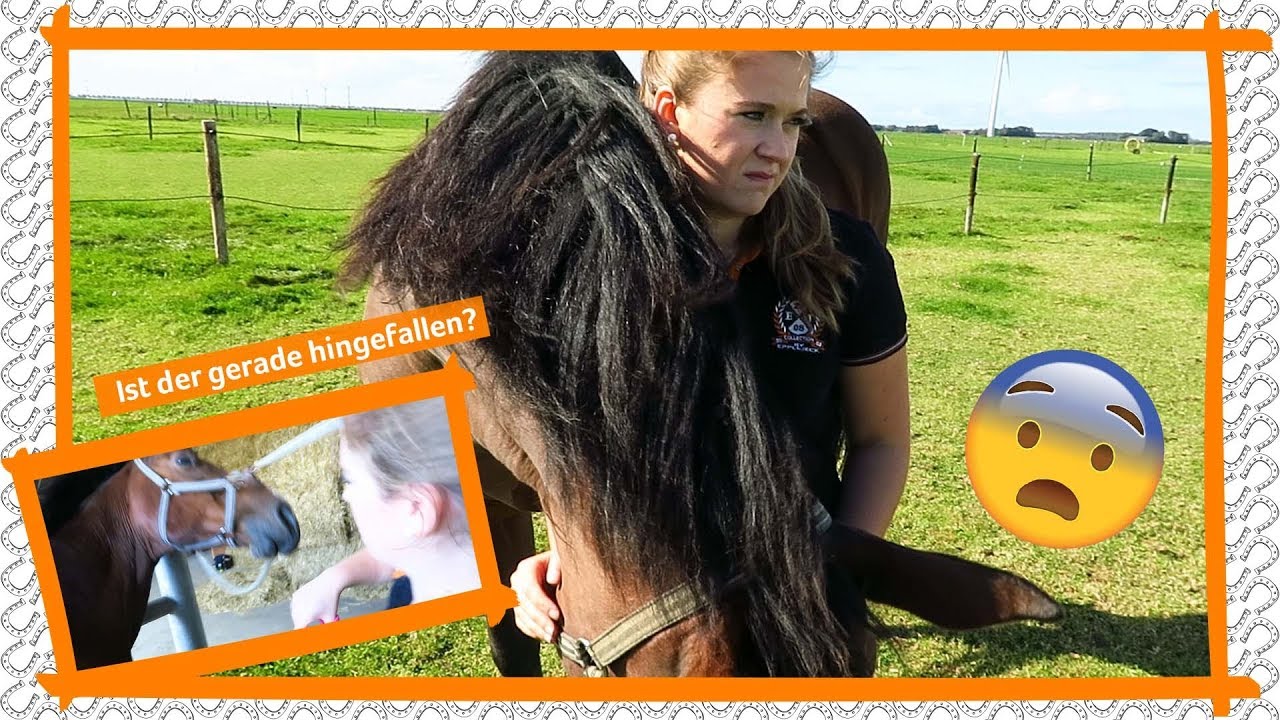 Panische Angst vor Mähnenspray| Hilfe bei Dreadlocks | Epplejeck Reitsport