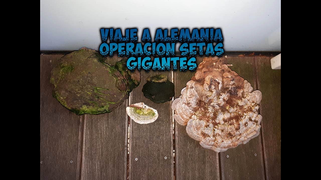 Viaje a Alemania 