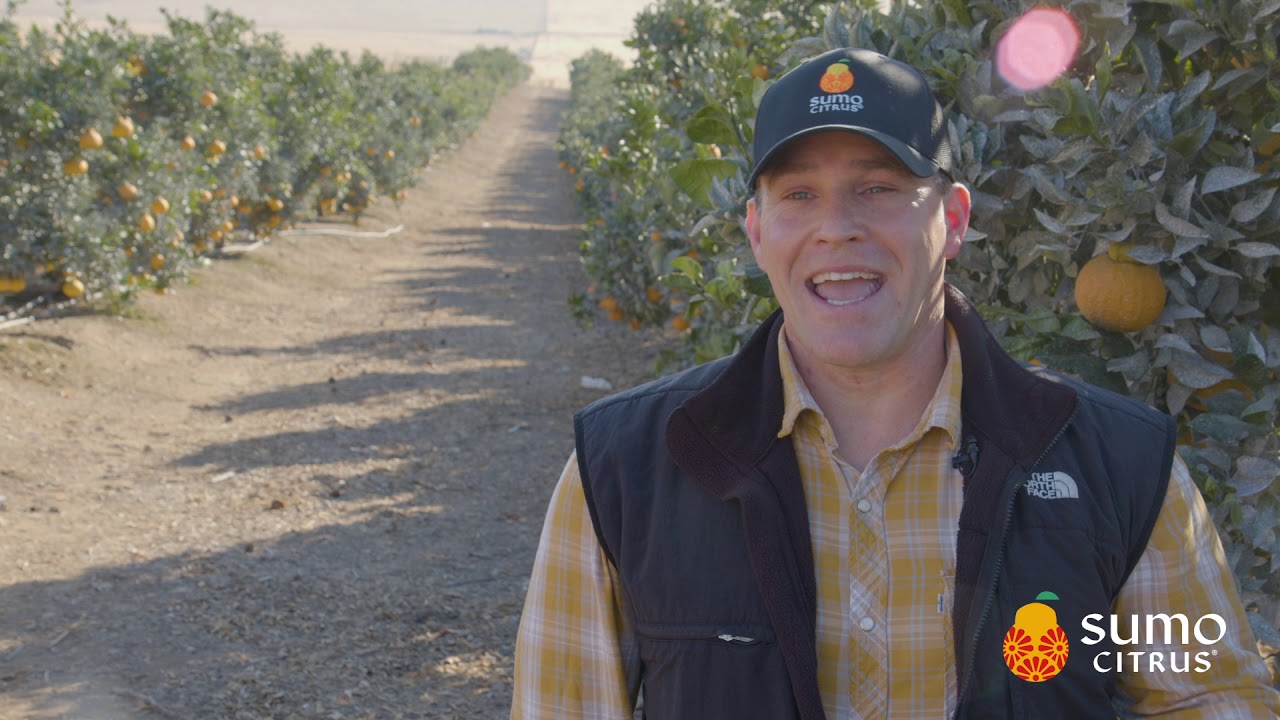Hard to Grow, Easy to Love - Seth Wollenman - Sumo Citrus