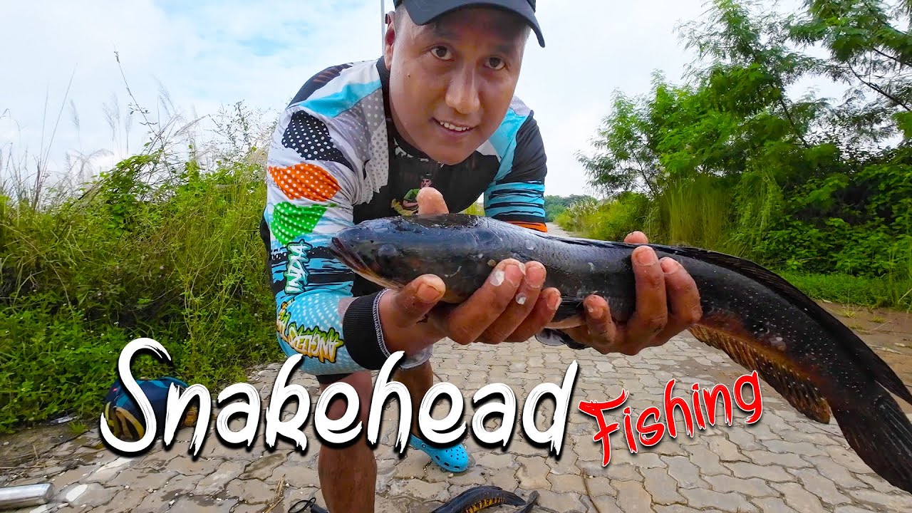 Snakehead Fishing in Assam🎣🎣