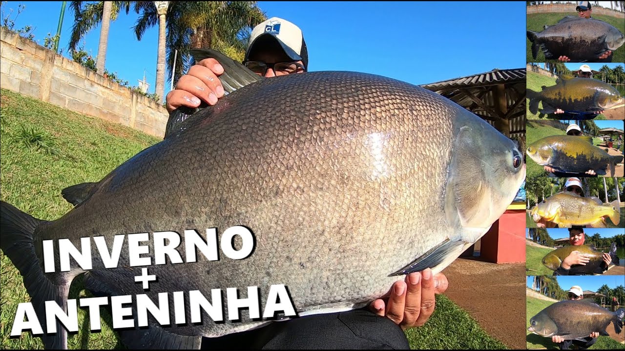 Inverno na CEVADEIRA e antenas em GOIÁS (Três Ilhas) Programa Fishingtur na TV #698