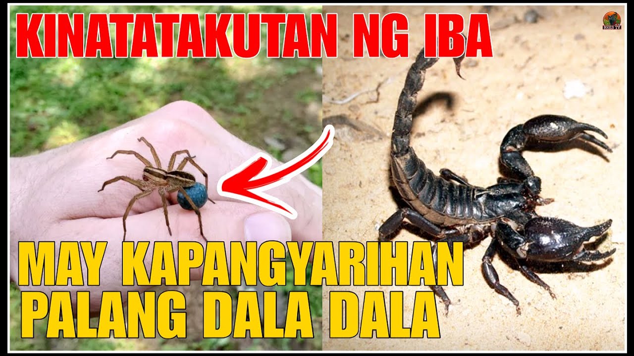 BHES TV; BAKIT KINATATAKUTAN ITO NG IBA SUBALIT MAY KAPANGYARIHAN PALANG DALA DALA?